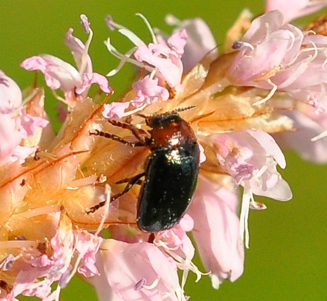 Piccoli coleotteri